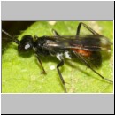 Priocnemis melanosoma - Wegwespe w03c 7mm OS-Hasbergen-Lehmhuegel-det.jpg